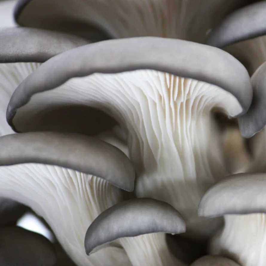 Mushroom Kit – Blue Oyster